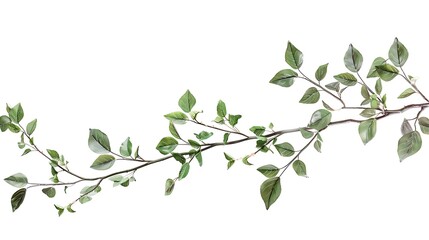 Twigs with green leaves in a floral waved garland isolated on white : Generative AI