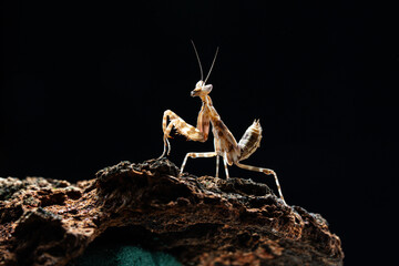 Beautiful orchid mantis closeup on wood