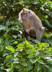 A baby macaque monkey suckles its mother in a tree, surrounded by tropical forest.