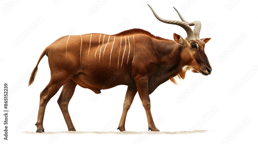 Poster 2. create a high-resolution image of a bongo showcasing its distinctive chestnut coat and spiral hor