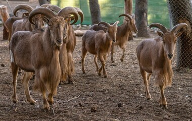 Obraz premium A group of Barbary sheep standing together in an outdoor enclosure at a zoo