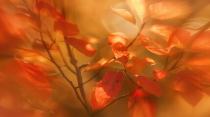 Blurred backdrop of orange fall leaves