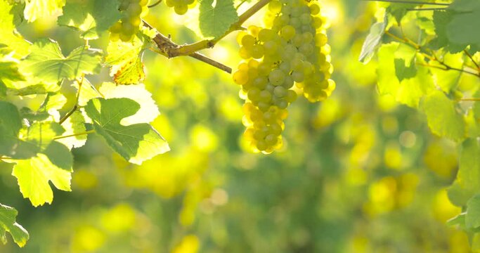 Bunches of ripe white grapes on a vine. Blurred background.