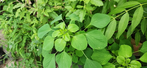 Indian acalypha, Indian nettle, India copperleaf, Three-seeded mercury. Herb used to treat diseases in cats. Smell of this weed is pleasing to cats. The roots have a smell that is similar to hormones
