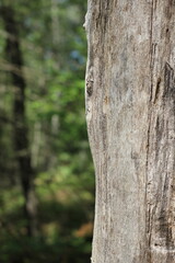 tree trunk