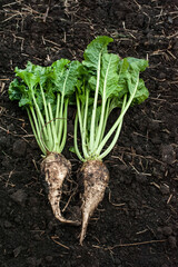 two ripe sugar beets close up lying on the soil ground