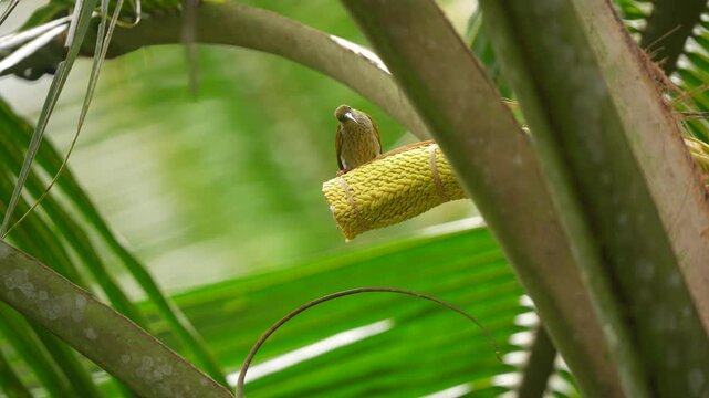 a little spiderhunter bird or arachnothera longistra sucks sugar water from coconut flowers