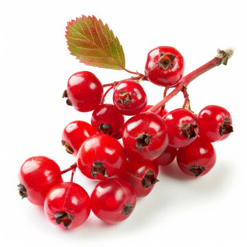 A cluster of vibrant red chokeberries on a stem, isolated on white background