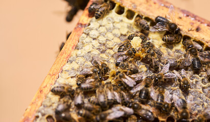 A group of bees gather on a wooden surface of a hive frame