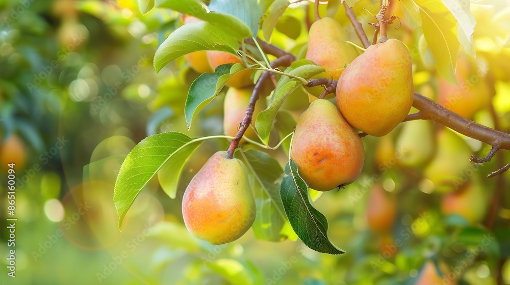 Poster bunch of ripe pears on tree branch nature background : generative ai