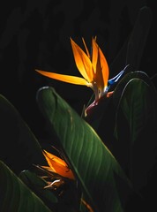 bird of paradise flower (strelitzia) typical of the Canary Islands. Tropical flower. Colorful beautiful flower. Close up. 