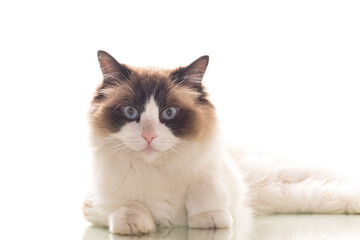 Beautiful young healthy Ragdoll cat on a white background.