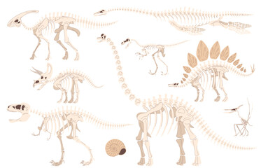 Skeleton of carnivorous and herbivorous foot-and-mouth disease. Archaeological excavations of dinosaur fossils. Studies of ancient animals. Vector illustration on a white background.