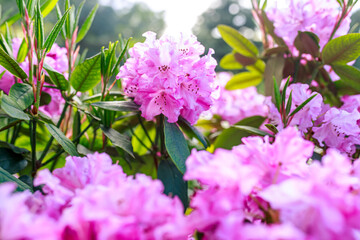 Naklejka premium pink rhododendron blossoms grace the landscape