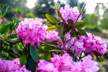 pink rhododendron blossoms grace the landscape