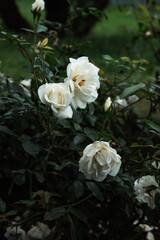 white rose in the garden