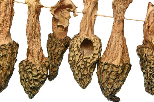 Drued Morel isilated on white. Morchella or Morel mushrooms are hanging on a rope, home drying. 