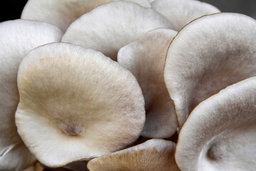 oyster mushroom isolated on black background 