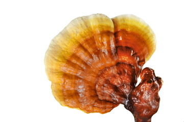 Ganoderma lucidum isolated on white background. Lingzhi mushroom.Also called as Reishi mushroom in Japan, Lingcheu in Thailand, Lingzhi mushroom in China, 