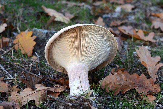 Trooping Funnel Fungus - Clitocybe geotropa