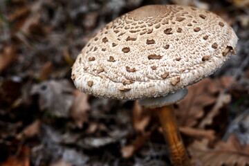 Macrolepiota procera, also named, the parasol mushroom. Very tasty and healthy. Edible mushroom.