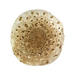 The Parasol Mushroom (Macrolepiota procera) ISOLATED ON WHITE BACKGROUND. Macrolepiota procera, Parasol mushroom, wild edible mushroom 