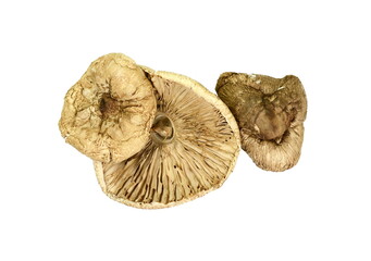 Dried mushroom isolated. Dried Parasol Mushroom (Macrolepiota procera) isolated on white...