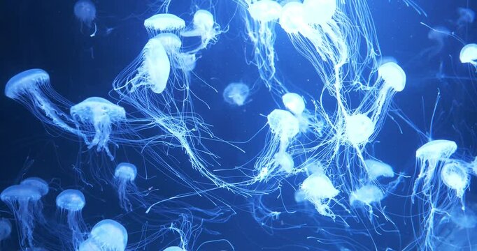 White medusas swims underwater. Beautiful jellyfishes swims in big aquarium
