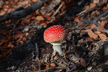 Fly agaric or Fly amanita (Amanita muscaria) is a basidiomycete of the genus Amanita. It is also a Muscimol mushroom. Wild mushrooms