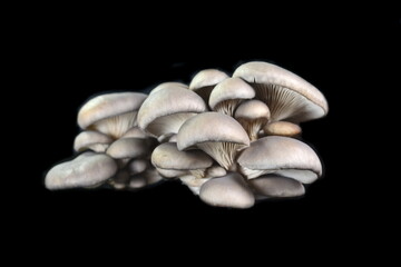 oyster mushroom isolated on black background 