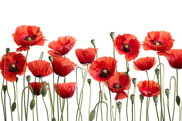 Obraz premium poppy flowers isolated on white background. red poppies