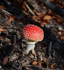 Fly agaric or Fly amanita (Amanita muscaria) is a basidiomycete of the genus Amanita. It is also a Muscimol mushroom. Wild mushrooms