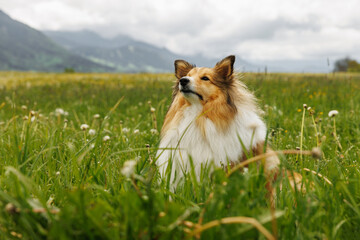 Sheltie Shetland Sheepdog in a spring meadow with dandelions around.