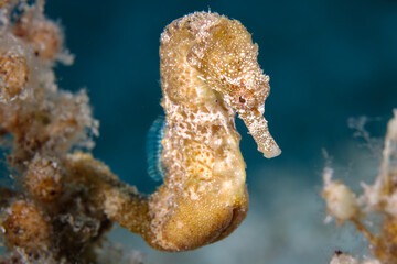 Amazing seahorse from Cyprus, Mediterranean Sea