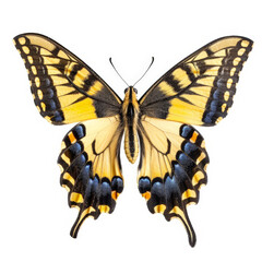 Obraz premium A vibrant yellow and black swallowtail butterfly with extended wings, isolated on white background