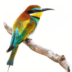 Obraz premium A colorful European bee-eater with its vibrant plumage, perched on a branch, isolated on white background.