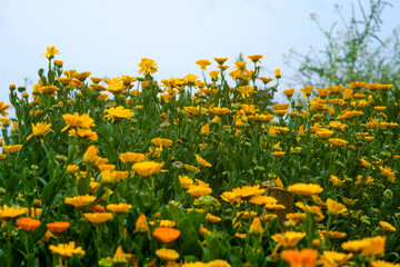 Pot marigold in Northern Blossoms garden in Atok Benguet Philippines.