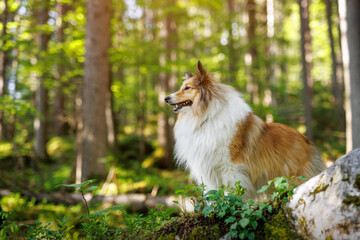 Beautiful fluffy shetland sheepdog in a summer green forest.