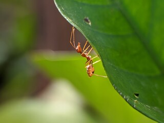 Weaver ants or Oecophylla smaragdina on orange tree with blur background
