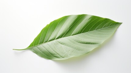 Obraz premium A close-up photorealistic image of a delicate, dew-kissed green leaf, its veins barely visible, resting on a stark white canvas.