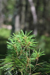 close up of pine needles