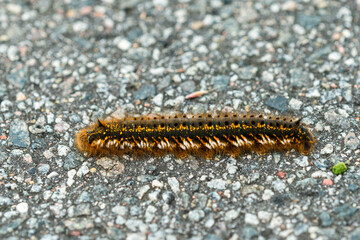 Grasglucke oder Trinkerin (Euthrix potatoria) ist ein Schmetterling (Nachtfalter)