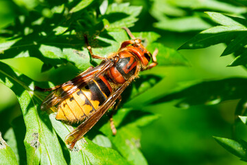 Hornisse (Vespa crabro)