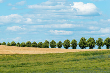 Fototapeta premium Blick über Wiese und Feld zu einer Allee