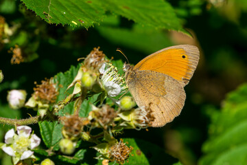 Großes Ochsenauge (Maniola jurtina) © Karin Jähne