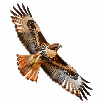 A majestic red-tailed hawk soaring high in the sky, wings wide and tail feathers spread, isolated on white background.