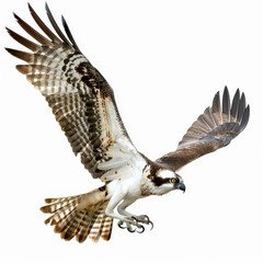Fototapeta premium A magnificent osprey diving towards water with talons extended, isolated on white background.