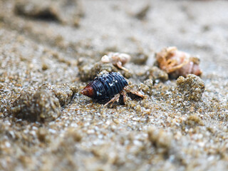 Hermit crab in a small shell on the beach