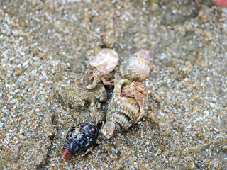 Hermit crab in a small shell on the beach