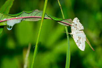 Schwarzbraunbinden-Blattspanner (Xanthorhoe montanata), auch als Bergwald-Blattspanner genannt und Nest der Wiesenschaumzikade